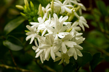 Crepe Jasmine flowers (Tabernaemontana divaricata), shallow focus