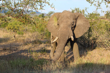 Obraz premium Afrikanischer Elefant / African elephant / Loxodonta africana
