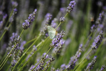 mariposa amarilla en medio de las lavandas