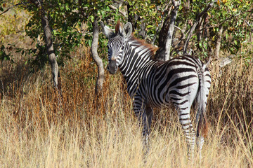 Steppenzebra / Burchell's zebra / Equus burchellii.