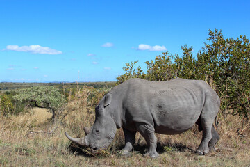 Naklejka premium Breitmaulnashorn / Square-lipped rhinoceros / Ceratotherium simum