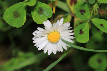 Natural Bellis Perennis Macro Photo © Recep