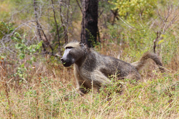 Fototapeta premium Bärenpavian / Chacma baboon / Papio ursinus..