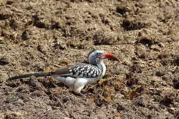 Rotschnabeltoko / Red-billed hornbill / Tockus erythrorhynchus