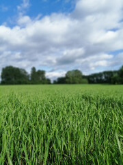 A field with young green shoots of grain crops under a blue sky with clouds. Landscape. Green grass. Selective focus