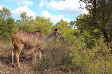 Großer Kudu / Greater kudu / Tragelaphus strepsiceros