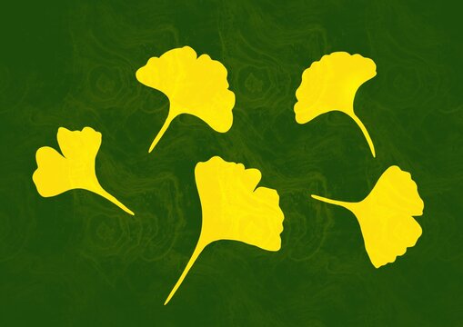 Silhouette of Yellow Ginkgo Tree Leaves on Green Background