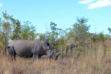 Fototapeta premium Breitmaulnashorn / Square-lipped rhinoceros / Ceratotherium simum