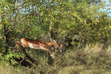 Schwarzfersenantilope / Impala / Aepyceros melampus..