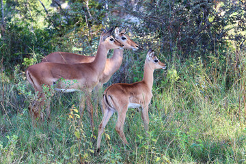 Schwarzfersenantilope / Impala / Aepyceros melampus.
