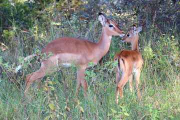Schwarzfersenantilope / Impala / Aepyceros melampus.