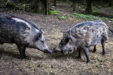 zwei Wildschweine