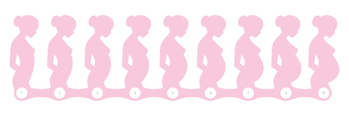 Vector stages of pregnancy infographics. 9 figures of women in different stages of pregnancy.