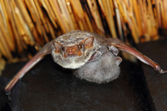 Mauritius-Grabfledermaus / Mauritian Tomb Bat / Taphozous Mauritianus.