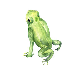 Frog close up watercolor illustration on white background