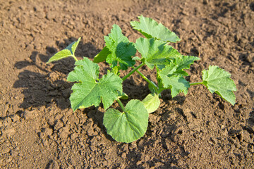 Young shoots of zucchini in the garden.