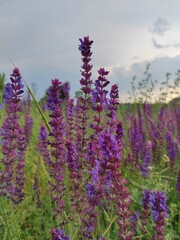 Obraz premium flowers in the field