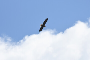 Bald Eagle soaring under a blue sky
