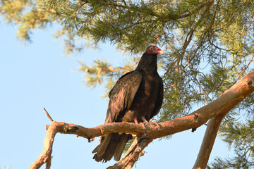Turkey Vulture perched in a tree