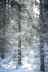 winter in the forest - Harz Mountains
