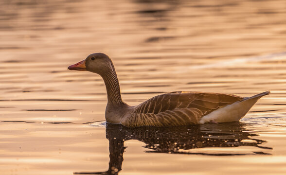 Graugans Schwimmt Auf See Bei Sonnenuntergang