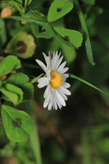 Natural Bellis Perennis Macro Photo © Recep