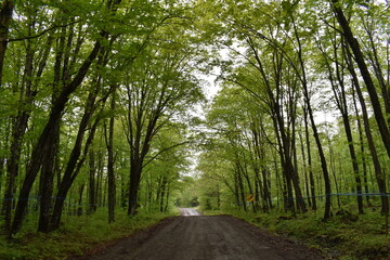 
The road to the resort in summer, Sainte-Apolline, Québec, Canada