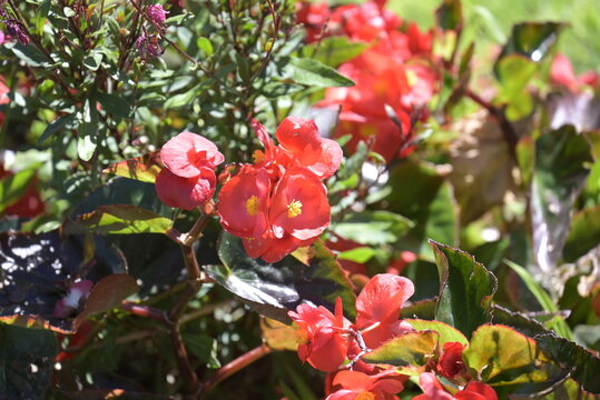 Fiori