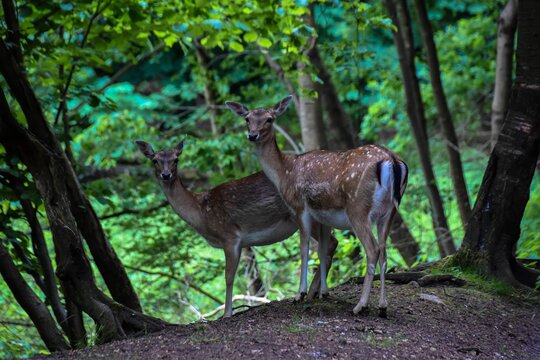 Damwild in Schleswig-Holstein