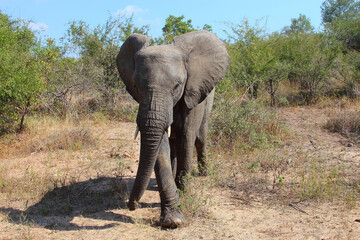 Obraz premium Afrikanischer Elefant / African elephant / Loxodonta africana