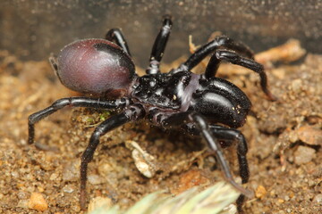 The mygalomorph spider - Atypus piceus, male in a natural habitat