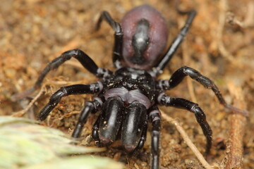 The mygalomorph spider - Atypus piceus, male in a natural habitat