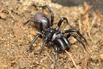 The mygalomorph spider - Atypus piceus, male in a natural habitat