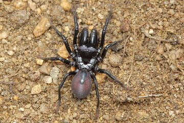 The mygalomorph spider - Atypus piceus, male in a natural habitat