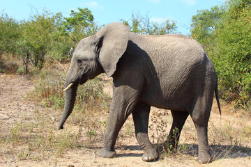 Fototapeta premium Afrikanischer Elefant / African elephant / Loxodonta africana