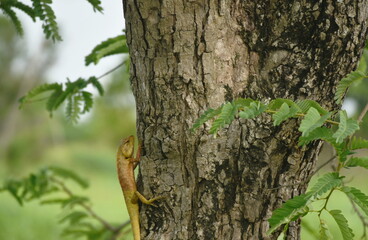 Fototapeta premium chameleon hanging on tamarind tree in garden