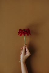 Beautiful red daisy gerber flower in woman's hand on neutral brown background. Aesthetic minimalist...