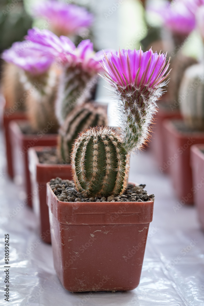 Canvas Prints purple flower on a cactus in detail.