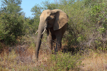 Fototapeta premium Afrikanischer Elefant / African elephant / Loxodonta africana
