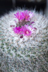 Purple flower on a cactus in detail.