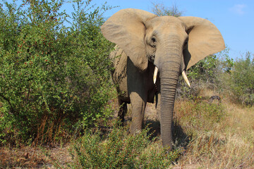 Afrikanischer Elefant / African elephant / Loxodonta africana