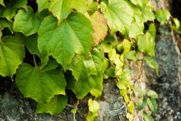 Green ivy crawling on a stone 3