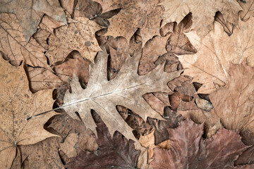 Background of dry brown leaves