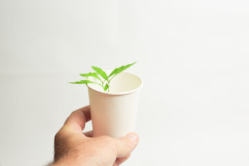 oak sprout in hand