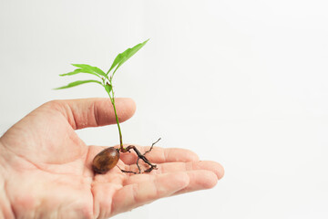 oak sprout in hand