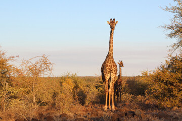Giraffe / Giraffe / Giraffa camelopardalis.