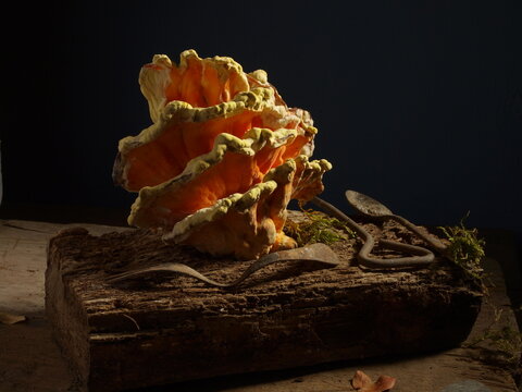 moshroom