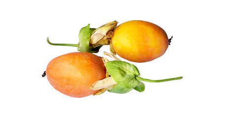 Passiflora caerulea, the blue passion fruit, blue crown passionflower or common passion flower, is a species of flowering plant native to South America. It has been introduced elsewhere.