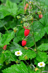 Woodland wild strawberries on a bush with blooming tiny flowers   in the summer garden. Growing strawberries or summer berries concept.