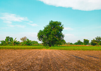 the mango tree is behind the harvested corn field, the mango tree is in the middle between the rice fields. mango tree and blue sky